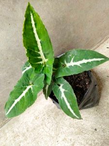 Assorted Beautiful Leaves Combo Plants
