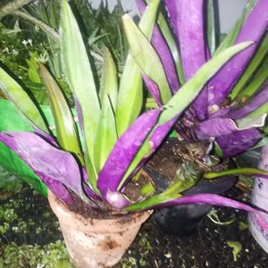 Beautiful Purple Plants