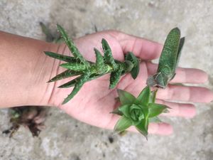 Succullent Plant(10 Different Types Of Plant Combo