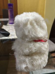Cute Teddy