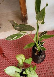 Set 2 Arrowhead &amp; Never.. Plants