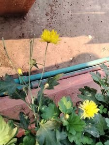 Yellow Chamunthi Plants