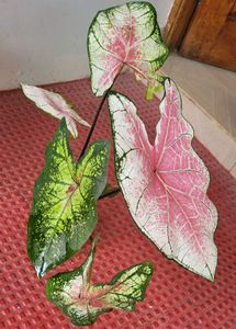 Set 2 ujjalaseeds rare polka &amp; Caladium Pink Plant