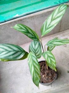 Indoor And Varigated Plants Combo