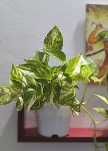 Money Plant With Pot.Healthy Leaves