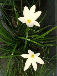 Elegant White Rain Lily