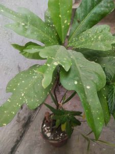 Freash Nd Healthy Croton Doted Plant With Room