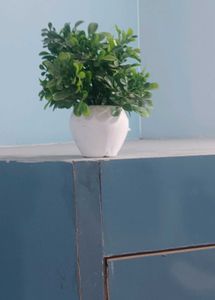 Flower Pot