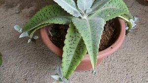 Donkey Ear Succulent Small Plant