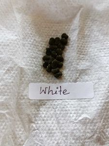 Combo Blue &amp; White Aparajita Seeds