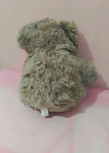 Teddy For Cuddle 🤗