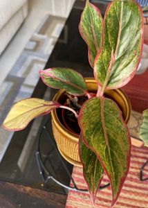 Aglaonema Red Vein Plant