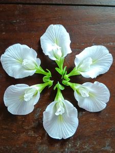White Butterfly Pea Seeds