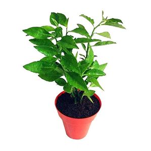 Stems Of Naagdon,Modern Plants Live Naagdon/Nagdon Medicinal Plant