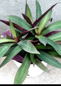 Rheo Plant With Pot Live