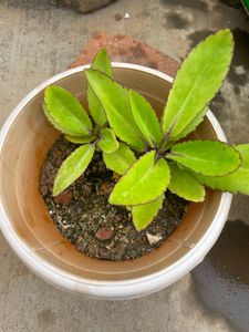 Live Plant For Sale