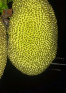 Organic Jackfruit Kathal Upto 1.5kg