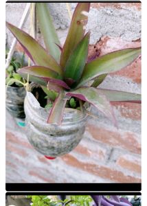 Any 10 Plant Combo