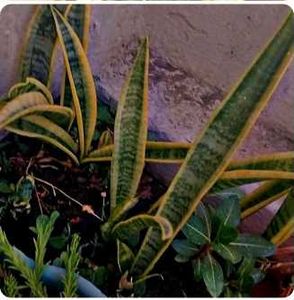 Snake Plant