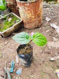 Pan Plant