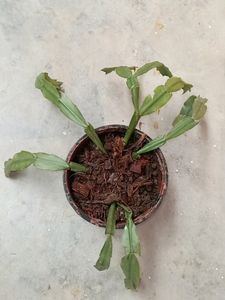 Crab Cactus