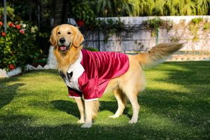 New Dog Bow Tie Dress Maroon Xxl