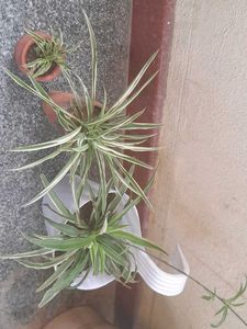 Real Spider Plant, Healthy Roots In Tiny Clay Pot
