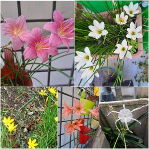 Bulb flower package