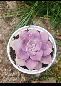Succulent #1 (1 Big + 1 Small)
