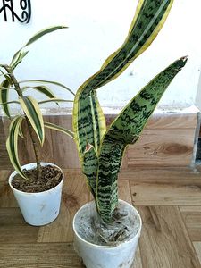 Live Plant In Sale Price With Pot