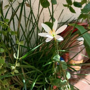 Plant Combo