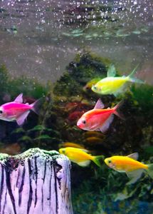 BluePet Fish Aquarium 🐟