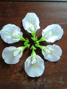 White Butterfly Pea Seeds