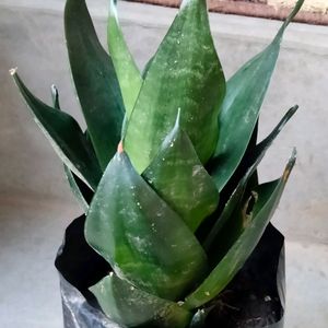 Big Size Dwarf Varieties (3 Different Variety)