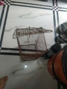 Rat Chatch  Net