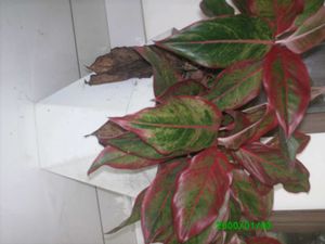 Acer Digital Camera