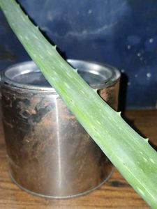 Cold ALOEVERA Wax With 50+ STRIPS