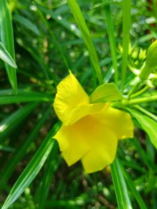 Yellow Oleander Plant