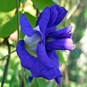 Price Starting15 Rs.plant Combo