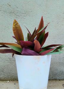 Rheo Rooted Plant With Pot