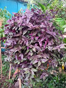 5 Types of Classy Plants