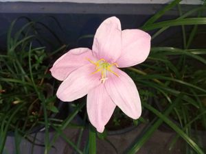 Elegant White Rain Lily