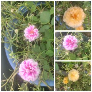 Portulaca Moss Rose Plant variegated and yellow