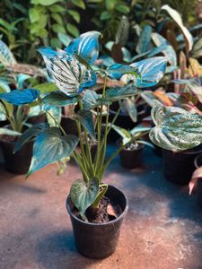 Indoor Plants 10