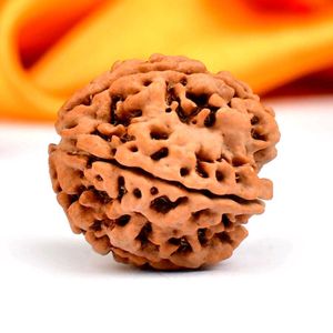 5 Mukhi Rudraksha From Nepal