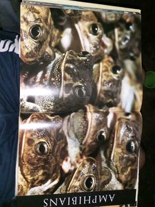 Illustrated Animal Encyclopedia