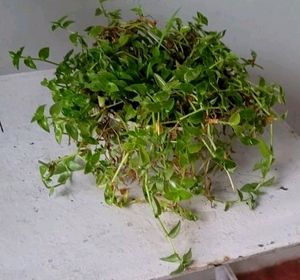 Turtle Vine Plant &amp; Pot