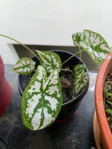 Healthy 4 Plants Combo