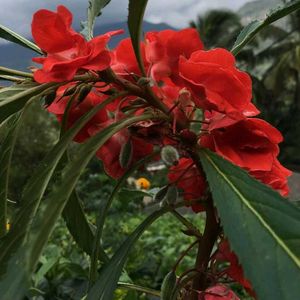 Balsam Flower Seeds Red ♥️