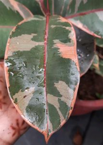 Variegated Rubber Plant